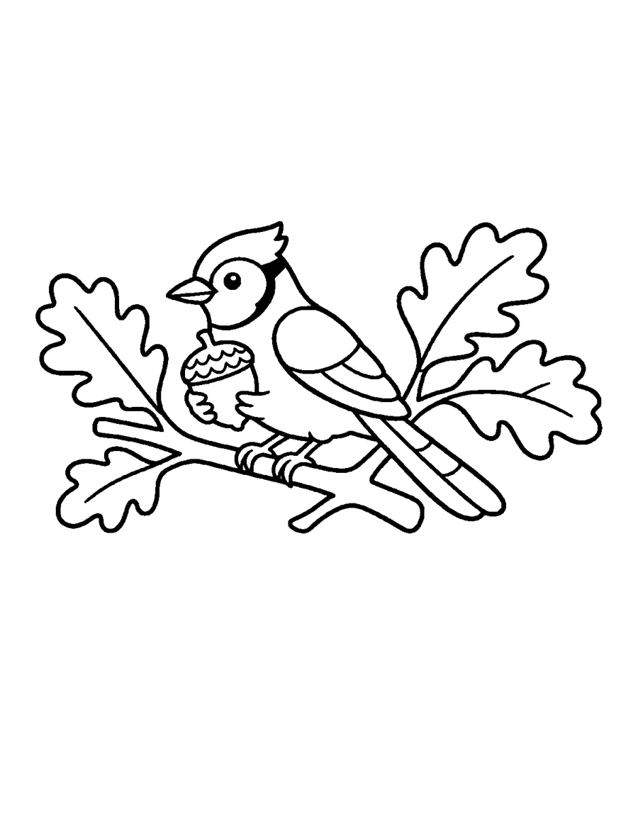 Blue Jay Coloring Page: Blue jay holding an acorn on an oak branch with big leaves. Thick lines and big spaces, easy to color for beginners and seniors.