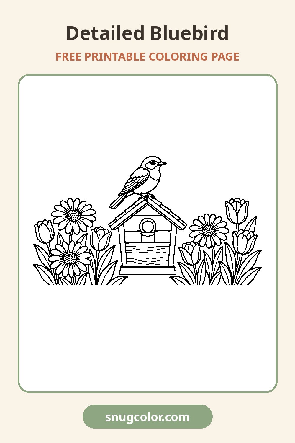 Detailed Bluebird Coloring Page Pinterest pin